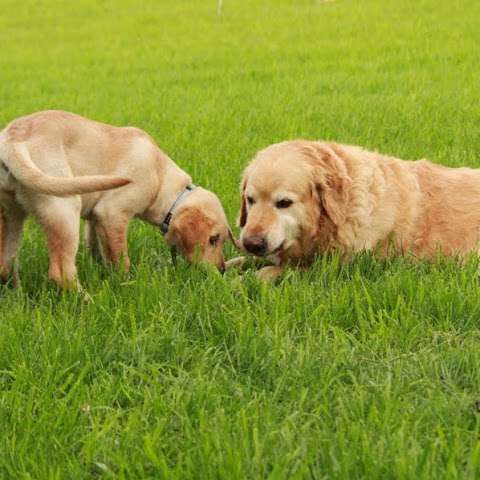 Neepawa Vet Clinic Neepawa Vet Clinic